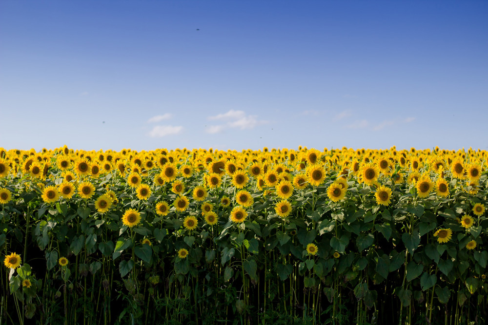مزرعه - گل آفتابگردان - مزرعه آفتابگردان - تابستان لذت بخش - اوقات فراغت - برنامه تابستانه